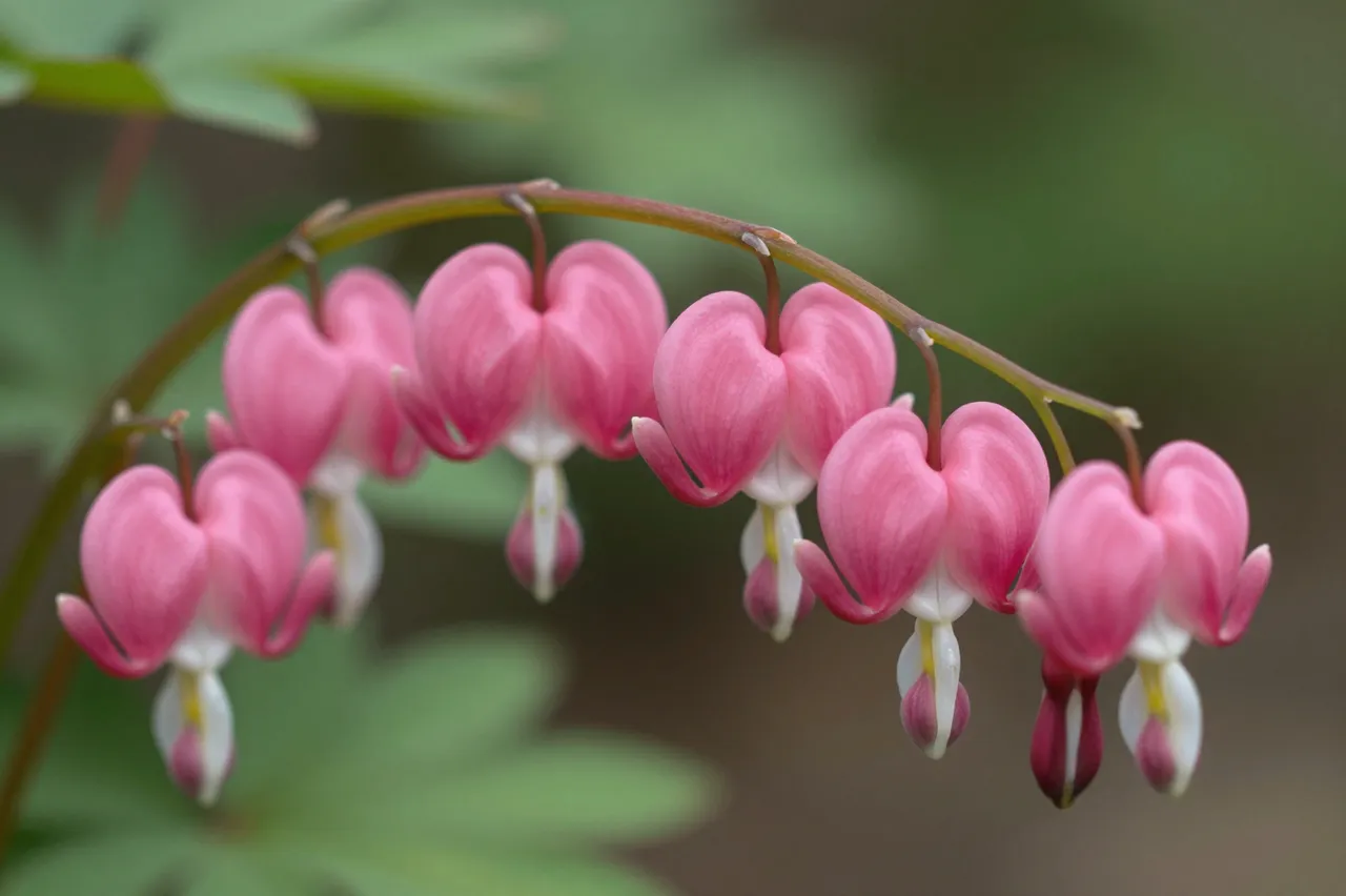 Dangling pink heart-shaped bleeding heart flowers line a curved arching stem against soft blurred green foliage.