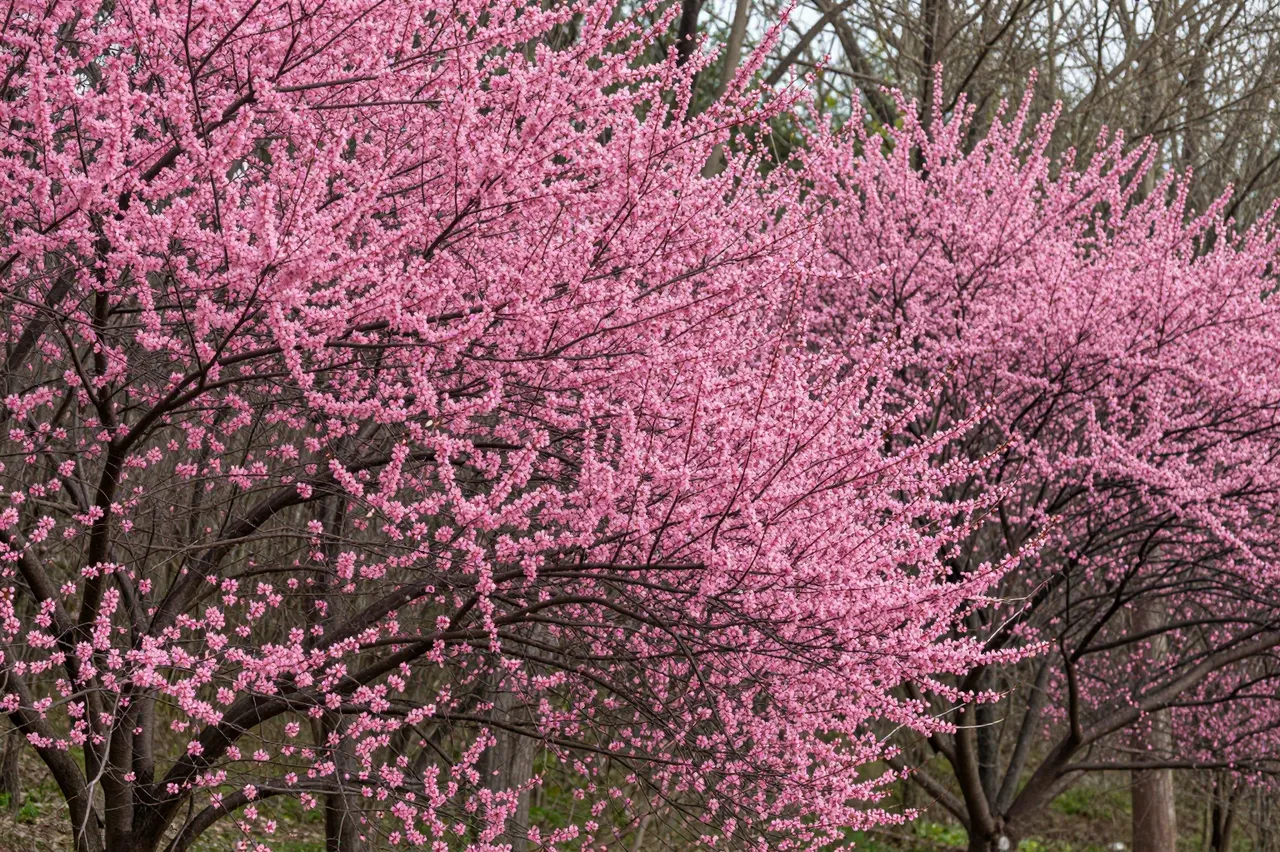 Dense pink flowering redbud trees grow along the edge of a dormant forest in early spring