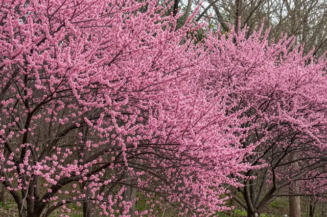 Dense pink flowering redbud trees grow along the edge of a dormant forest in early spring
