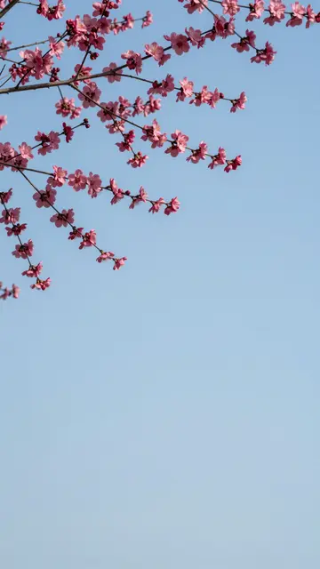 Delicate pink blossom branches hang from the top against a clear pale blue sky with empty copy space below