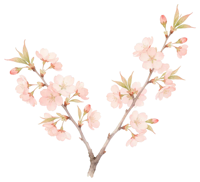Soft watercolour illustration of two delicate cherry blossom branches with pale pink flowers and new green leaves