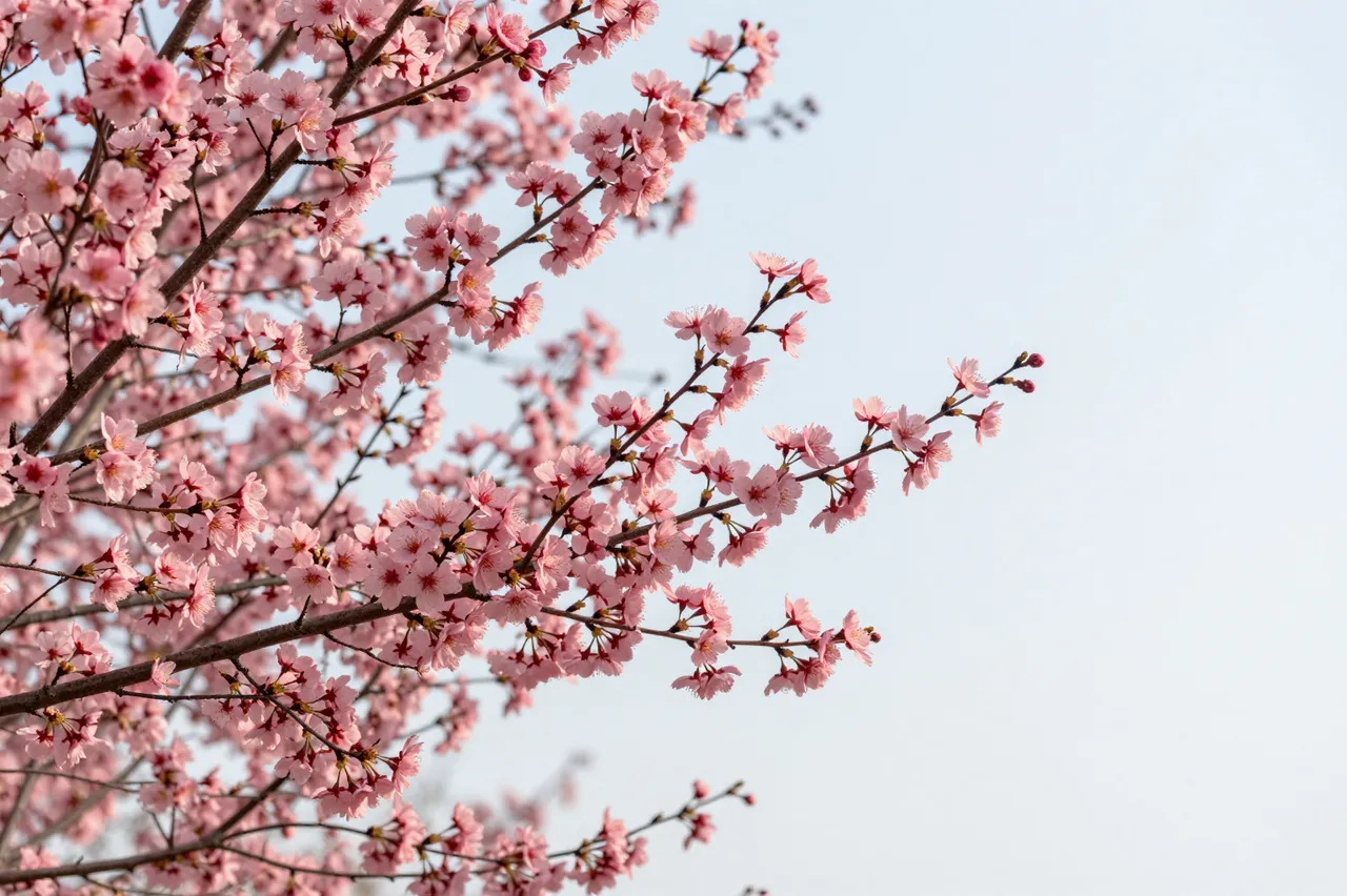 Delicate pink cherry blossom branches in full bloom stretch across a pale soft spring sky.