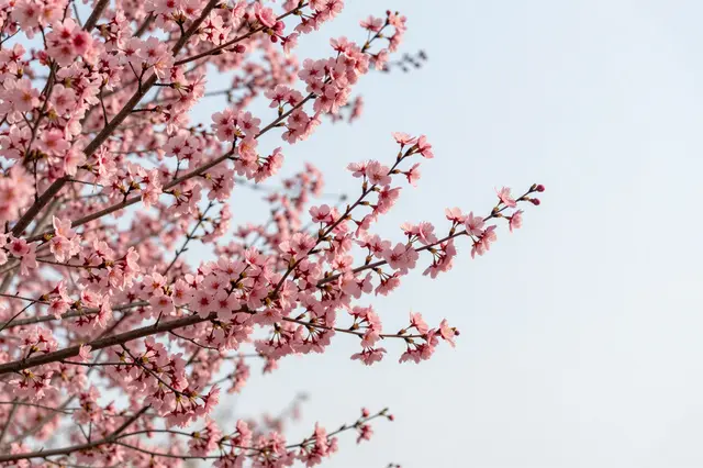 Delicate pink cherry blossom branches in full bloom stretch across a pale soft spring sky.