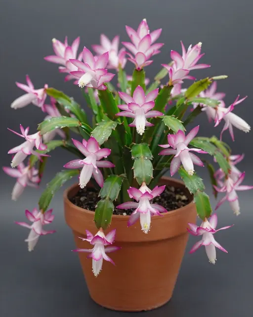 A flowering Christmas cactus with pink tipped white blooms spills over its terracotta pot against a dark gray background.