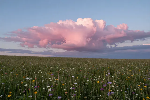 Cotton candy pink clouds float above a dense colorful wildflower meadow at soft dusk.