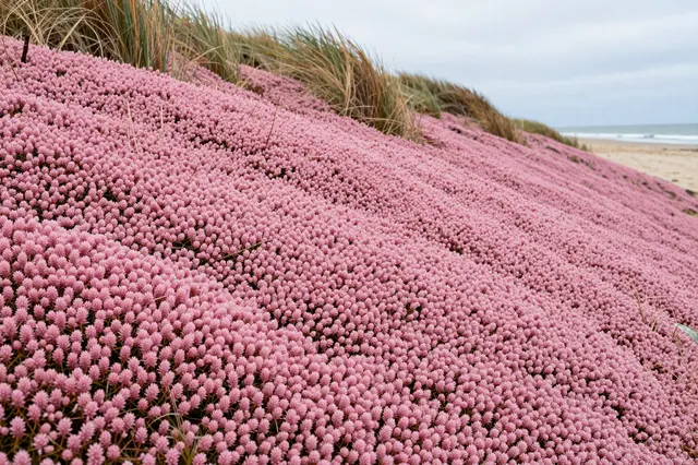 Dense pink ice plant covers a sloping coastal dune with beach grass and ocean visible in the distance