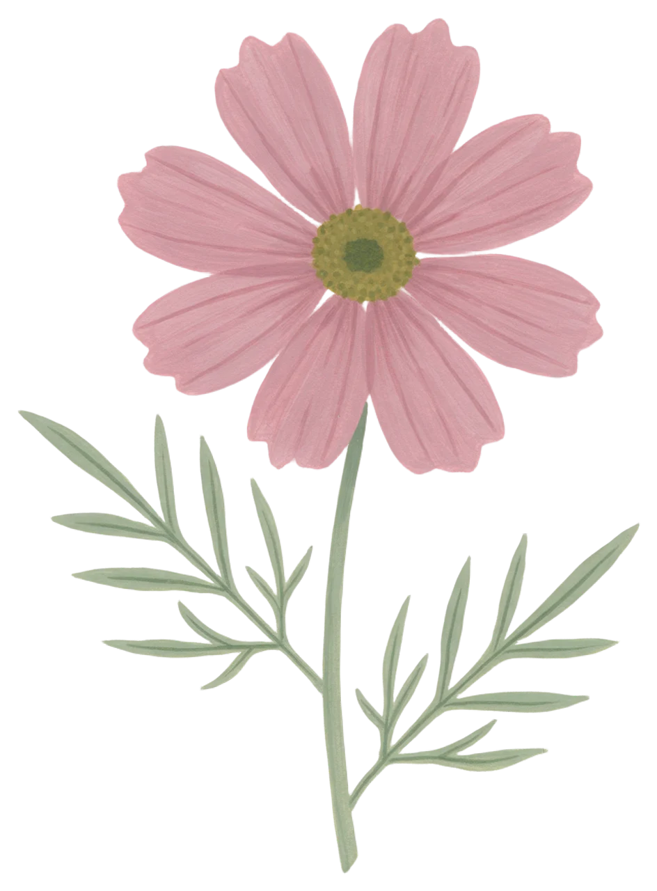Hand-painted gouache illustration of a pink cosmos flower with stem and green leaves