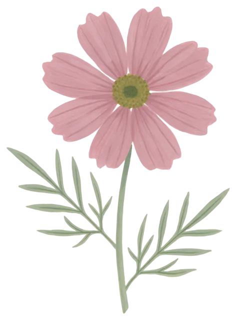 Hand-painted gouache illustration of a pink cosmos flower with stem and green leaves