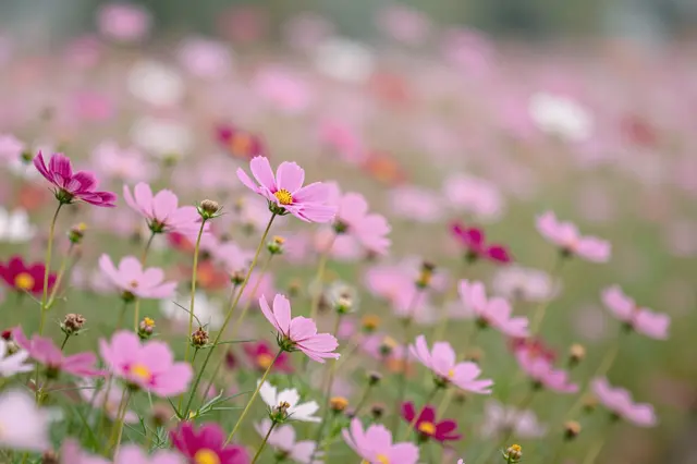 Delicate pink cosmos flowers stand in soft focus against a blurred flower field background.