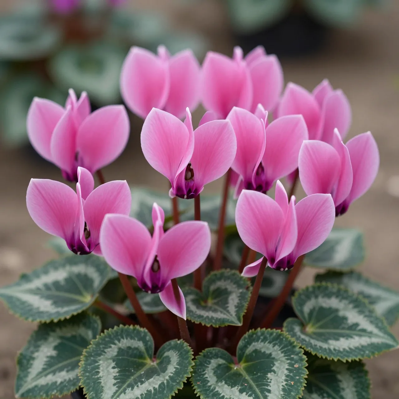 Close-up of a cluster of pink cyclamen flowers with swept petals and marbled variegated green leaves.