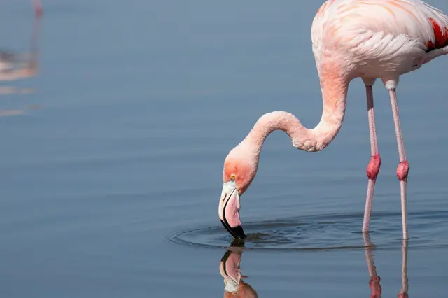 A pink flamingo stands in calm shallow water with its beak submerged, its reflection visible below the surface.