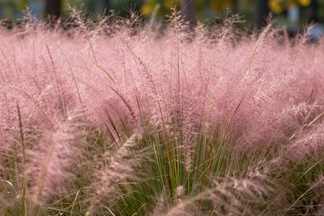 Soft pink feathery fountain grass plumes glow in warm gentle autumn sunlight
