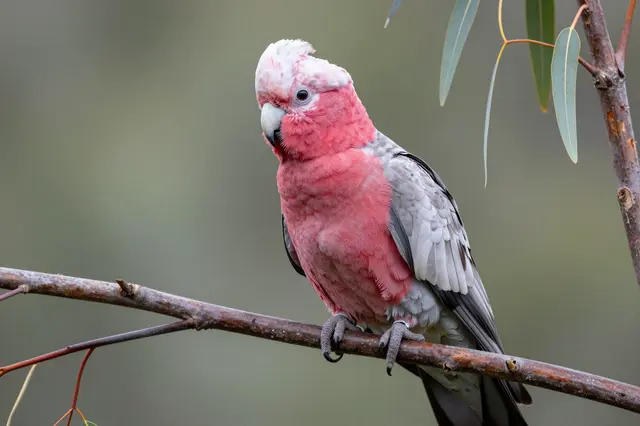 A pink and gray galah cockatoo perched still on a thin eucalyptus branch against soft blurred foliage.