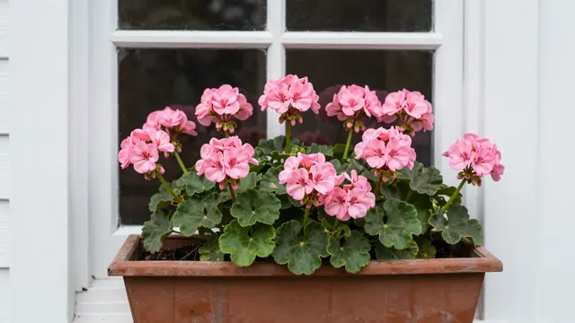 Terracotta window box of blooming pink geraniums below a white cottage window