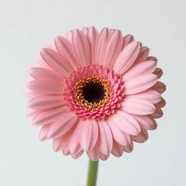 A single soft pink gerbera daisy centered against a plain pale neutral background in gentle light