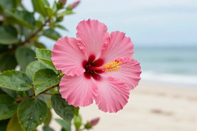 A close-up of a blooming pink hibiscus flower with a blurred sandy beach and ocean in the background.