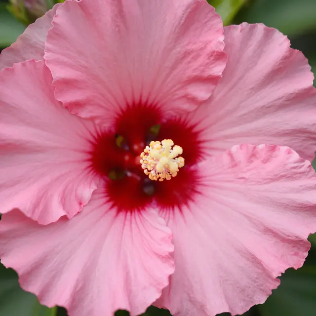 Close-up of a ruffled pink hibiscus flower with a deep red center in soft morning light