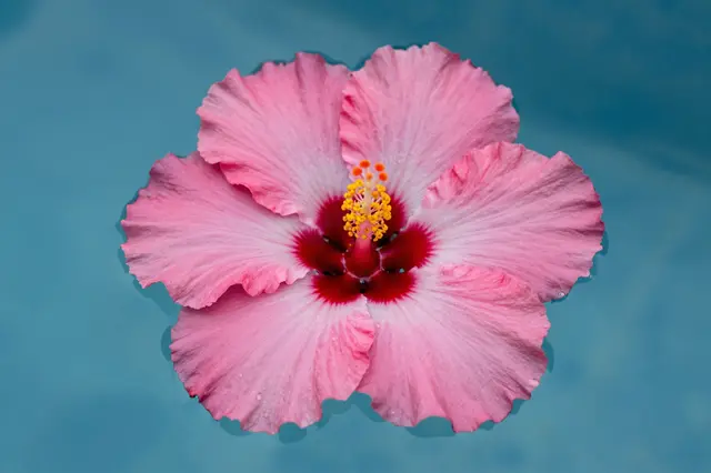A pink hibiscus flower floats on the surface of clear calm blue water