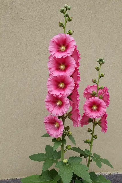 Tall pink hollyhock flower stalks stand against a plain beige exterior wall