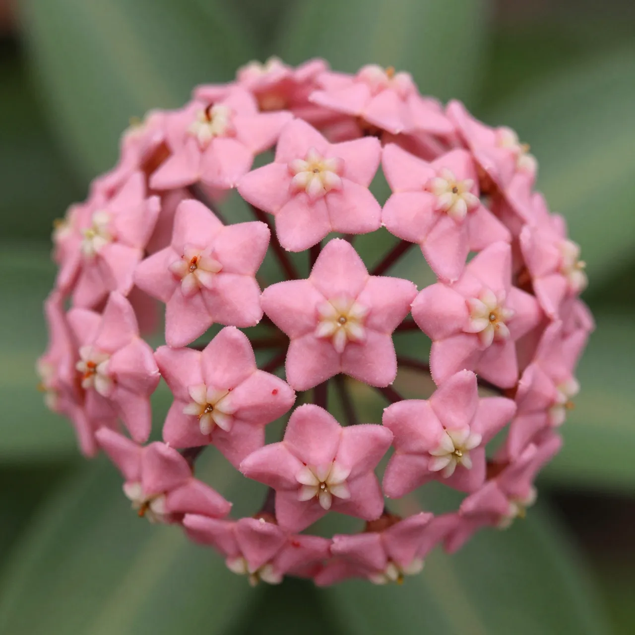 Close-up macro view of a round cluster of pink star-shaped hoya flowers against blurred green foliage