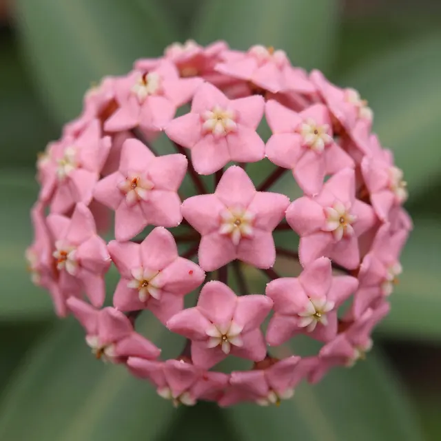 Close-up macro view of a round cluster of pink star-shaped hoya flowers against blurred green foliage