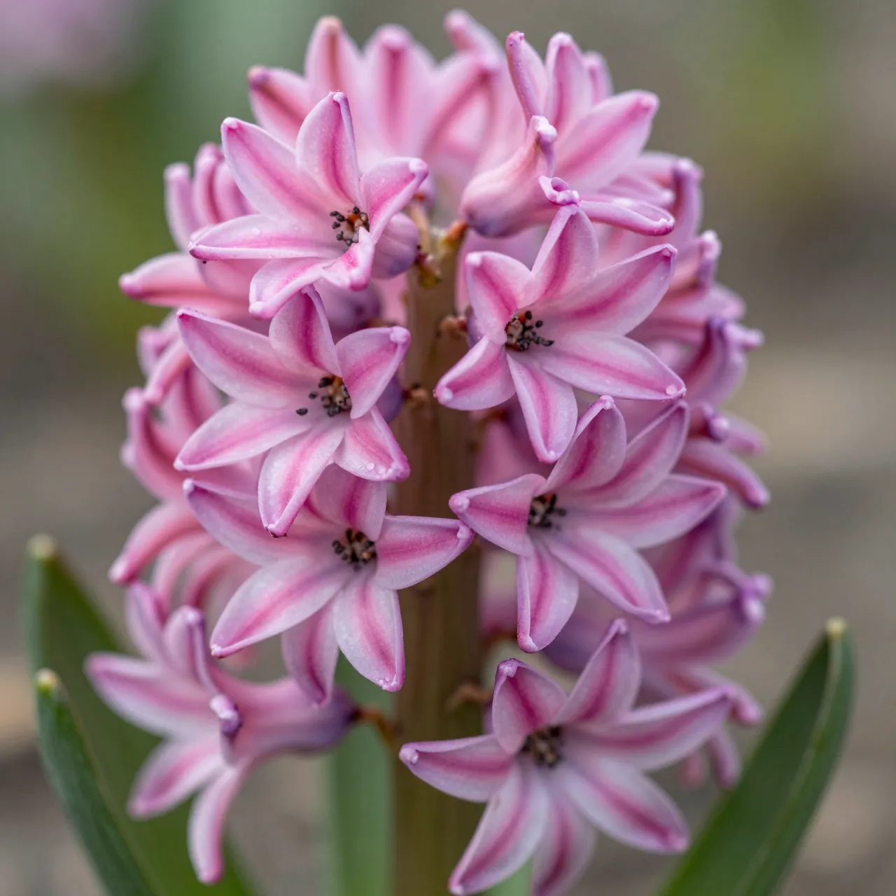 Close-up of a pink hyacinth bloom showing detailed star-shaped florets and dewy petals against a blurred background.