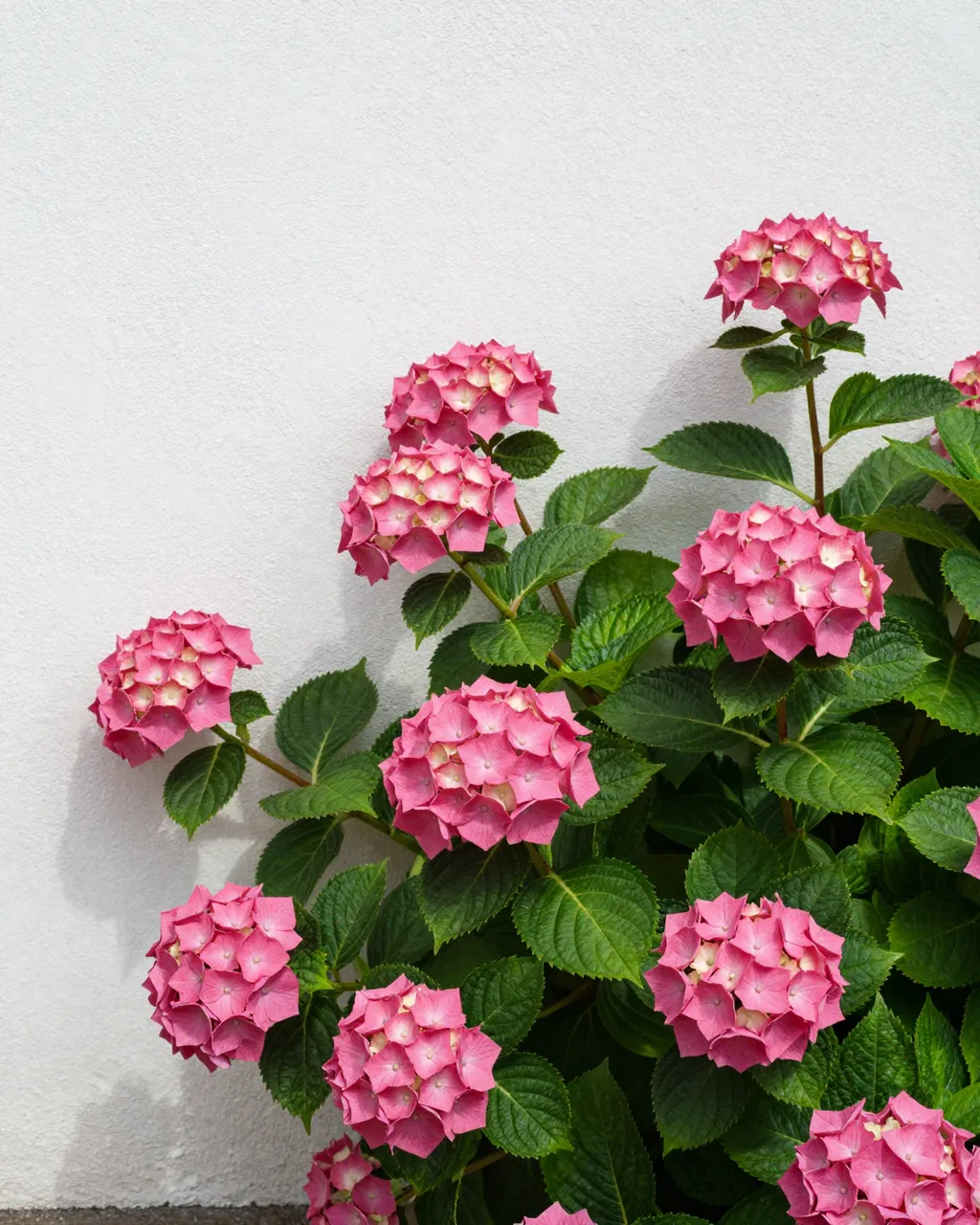Bright pink hydrangea blooms in full sun grow against a plain white stucco wall