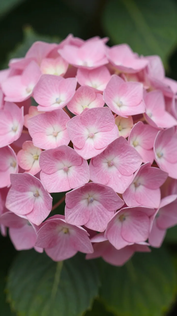 Close-up of a soft pink hydrangea cluster with out of focus green foliage in the background
