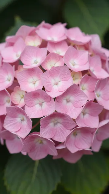 Close-up of a soft pink hydrangea cluster with out of focus green foliage in the background