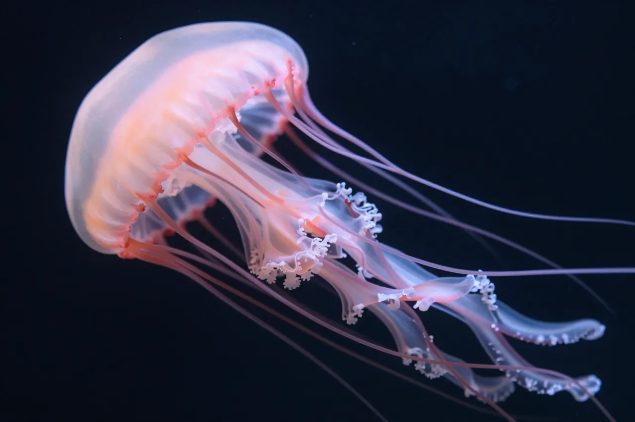 A translucent pink jellyfish with long flowing tentacles floats against a dark deep ocean background