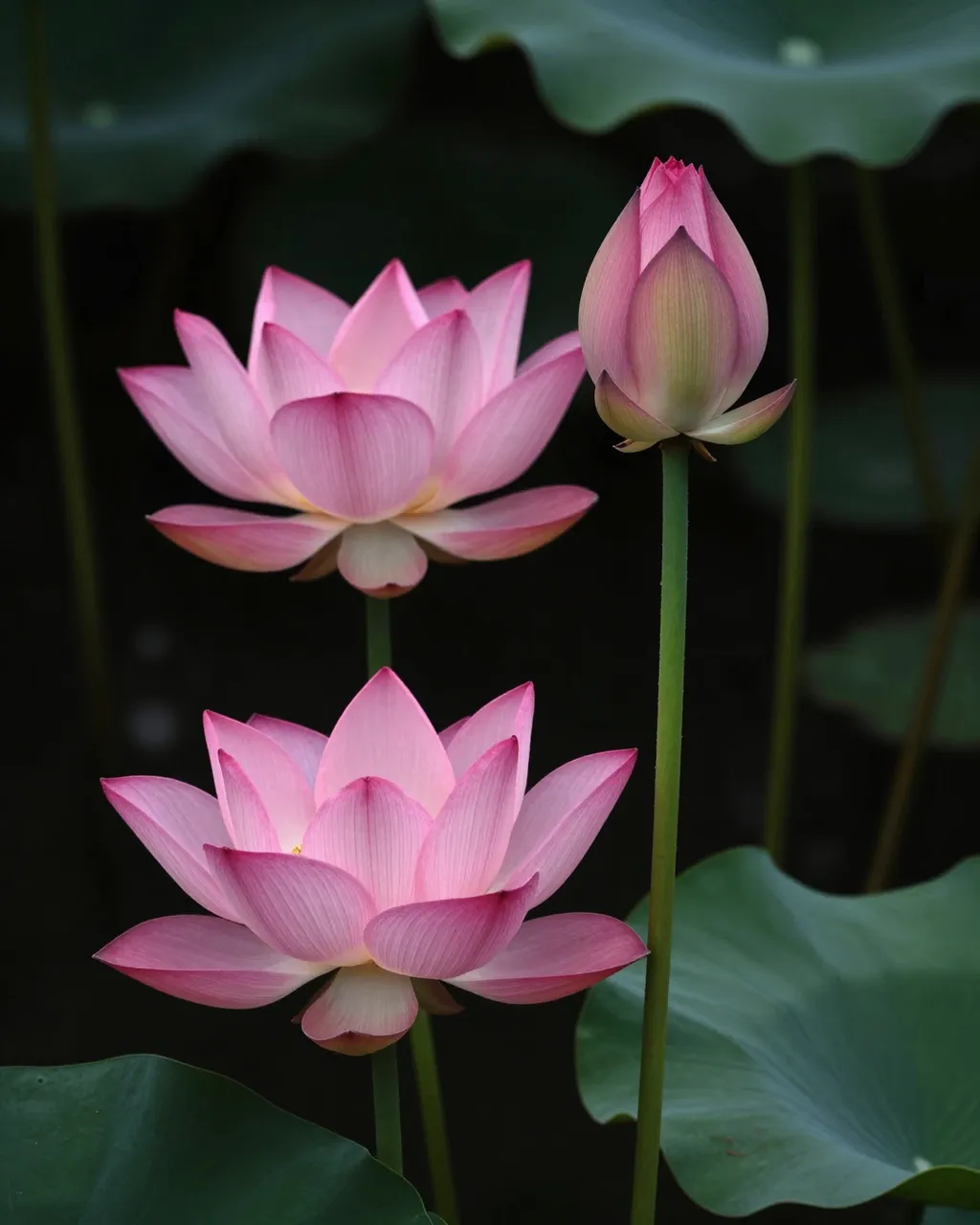 Two open pink lotus blooms and one closed bud on tall green stems against a dark blurred background