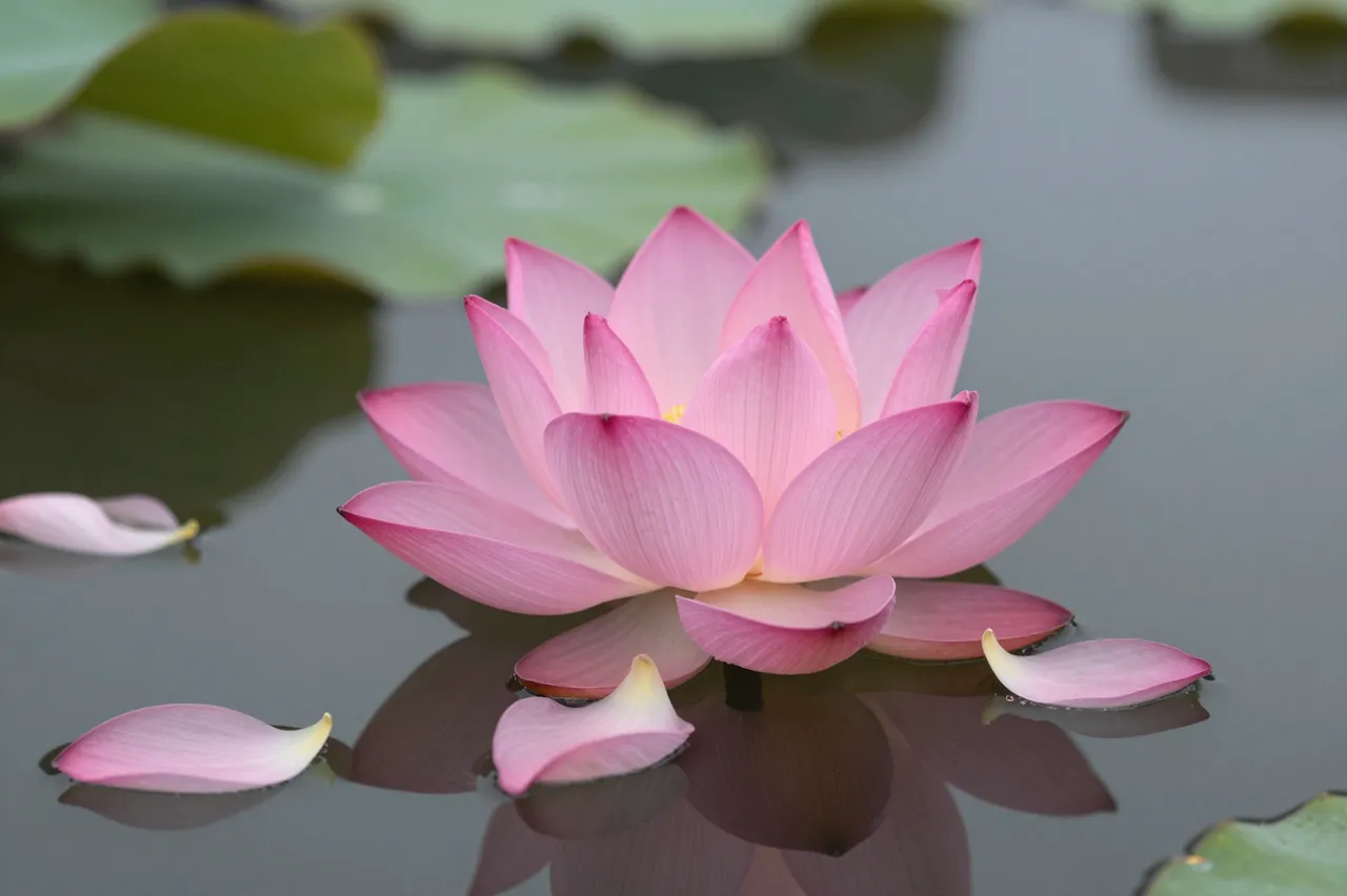 A blooming pink lotus rests on still dark pond water with loose drifting petals and blurred lily pads in the background