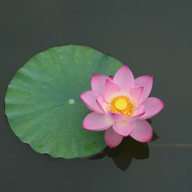 Overhead view of a single pink lotus flower resting next to a large green lily pad on calm dark water