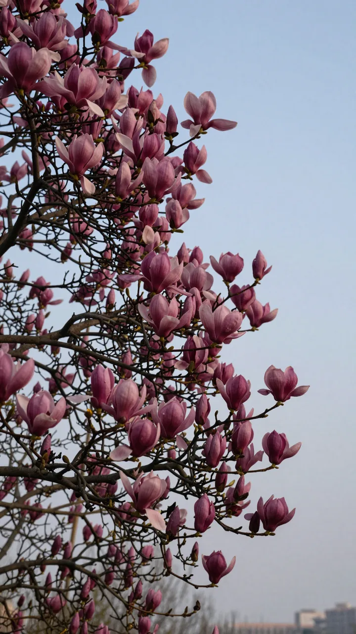 A saucer magnolia branch heavy with pink blooms rises against a soft pale dusk sky.