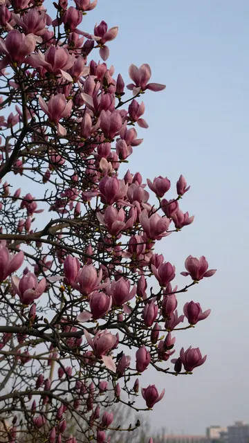 A saucer magnolia branch heavy with pink blooms rises against a soft pale dusk sky.