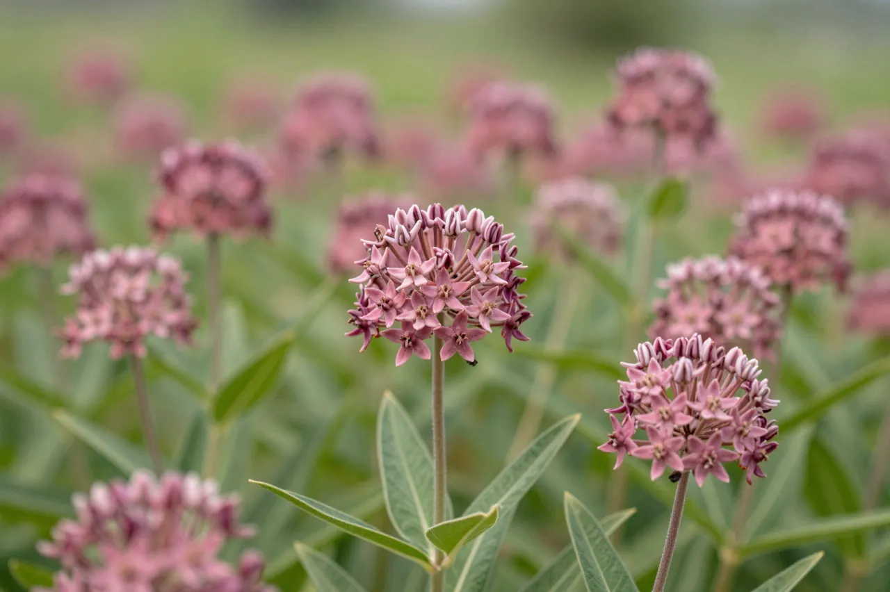 Sharp focused pink milkweed flower clusters stand against a soft blurred green meadow background