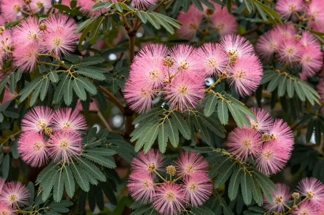 Close-up of fluffy pink powder-puff mimosa flowers and feathery green leaves on branches