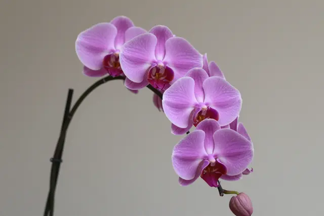 Cascading pink phalaenopsis orchid flowers on an arching stem against a neutral light gray background