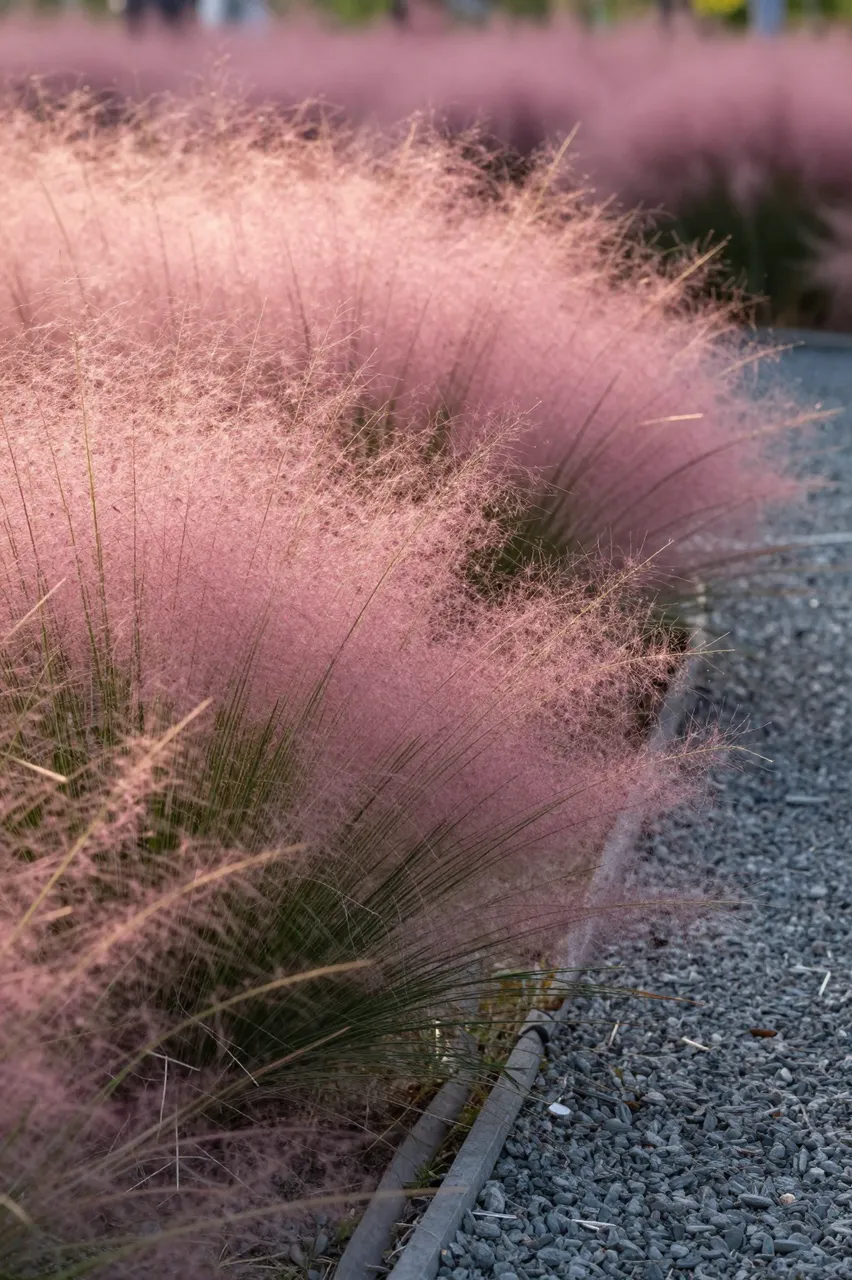 Soft hazy pink muhly grass grows alongside a gray gravel garden path at warm sunset