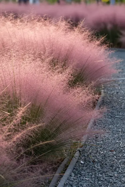 Soft hazy pink muhly grass grows alongside a gray gravel garden path at warm sunset