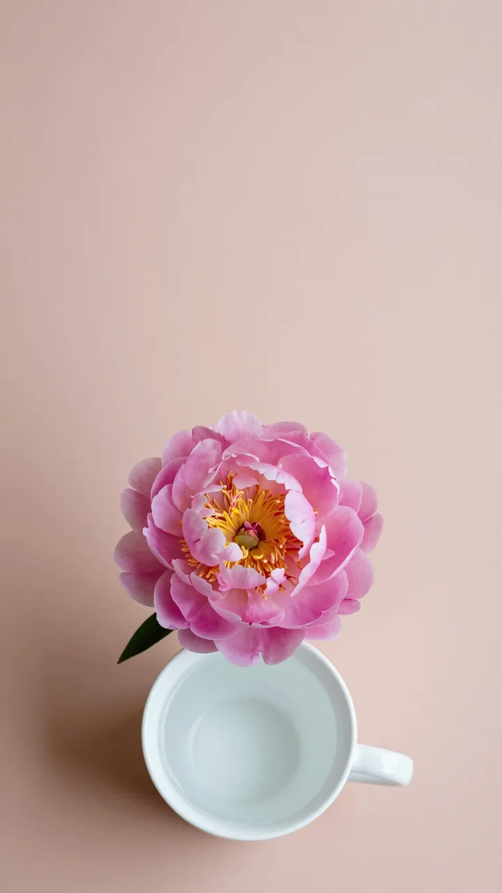 A top-down view of a pink peony resting above a white cup on a blush surface with empty upper space