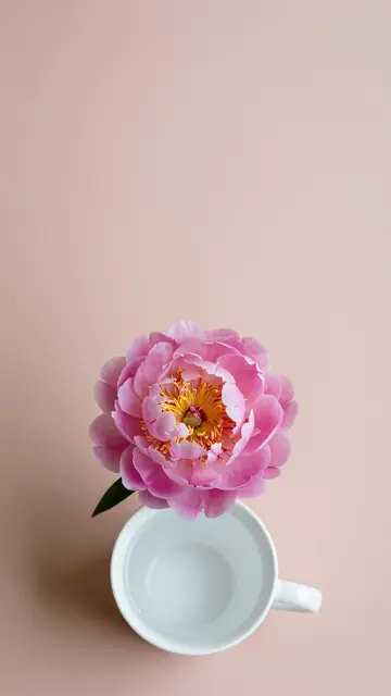 A top-down view of a pink peony resting above a white cup on a blush surface with empty upper space