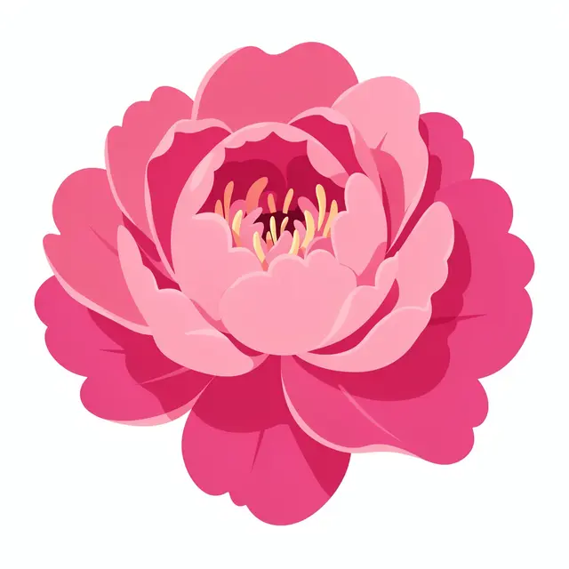 Flat vector illustration of a full blooming pink peony isolated on a plain white background