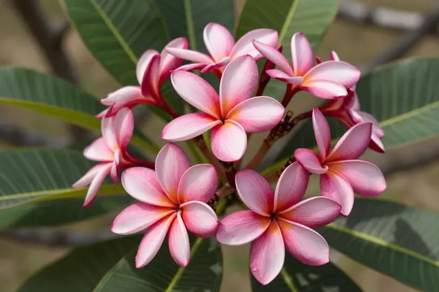 A close-up of a cluster of pink plumeria flowers surrounded by glossy green leaves in bright tropical sunlight.