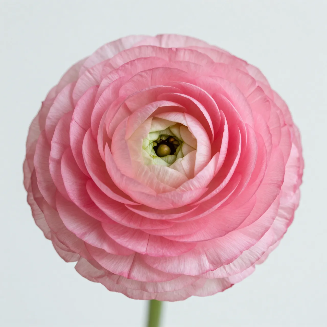 A close-up of a full blooming pink ranunculus flower against a pale neutral background with soft even lighting