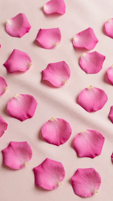 Scattered pink rose petals rest across soft draped blush silk fabric in gentle diffused light