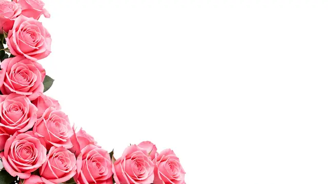 Dense pink rose blooms with small green leaves line the bottom left corner of a plain white background with large empty copy