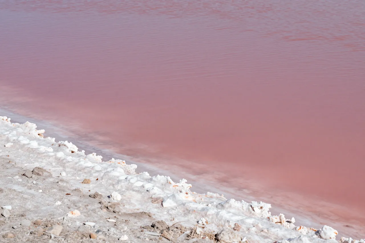 Calm pink salt lake water meets textured white mineral crust along the shore
