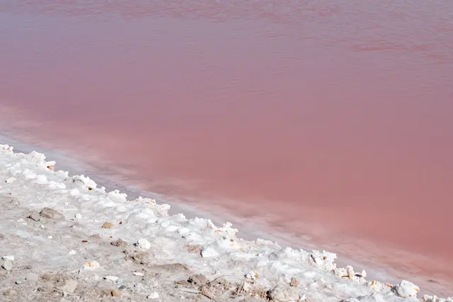 Calm pink salt lake water meets textured white mineral crust along the shore