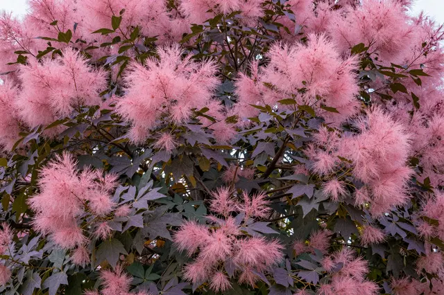 Close-up view of a smoke tree covered in soft pink puffy plumes and deep purple leaves